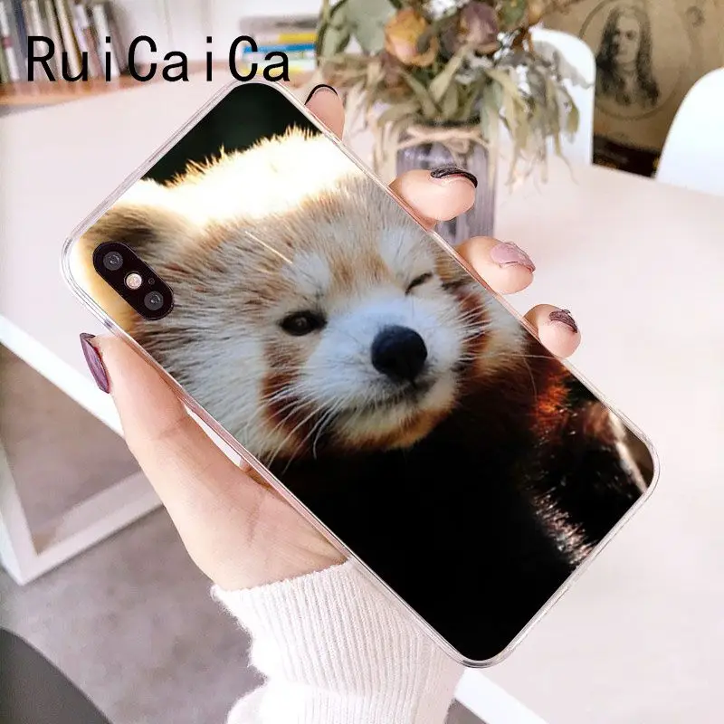 Animal Raccoon Fox