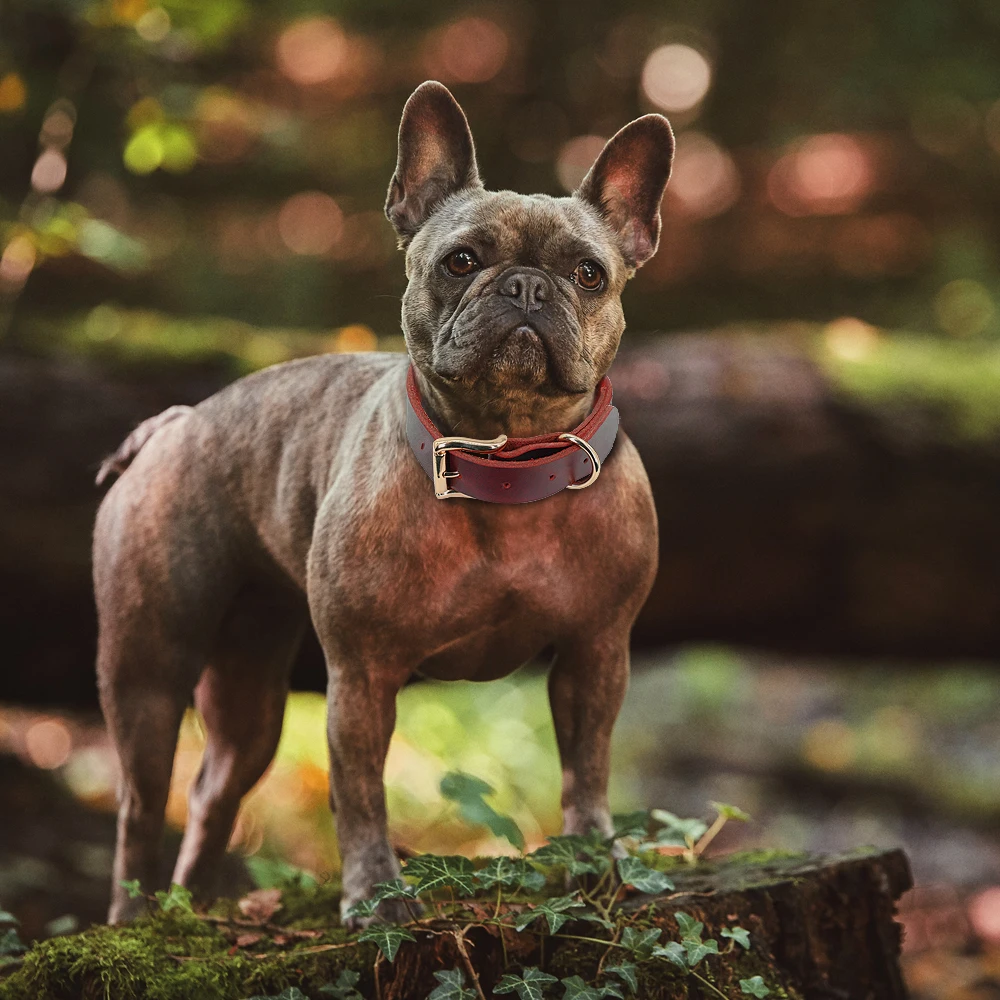 produtos para animais de estimação