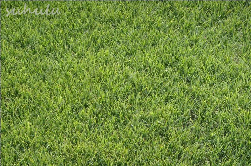 Buy 100 Pcs Bermuda Grass Seed Free Shipping