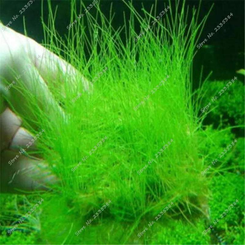 ZLKING 200pcs Aquarium Grass Fish Tank Accessories