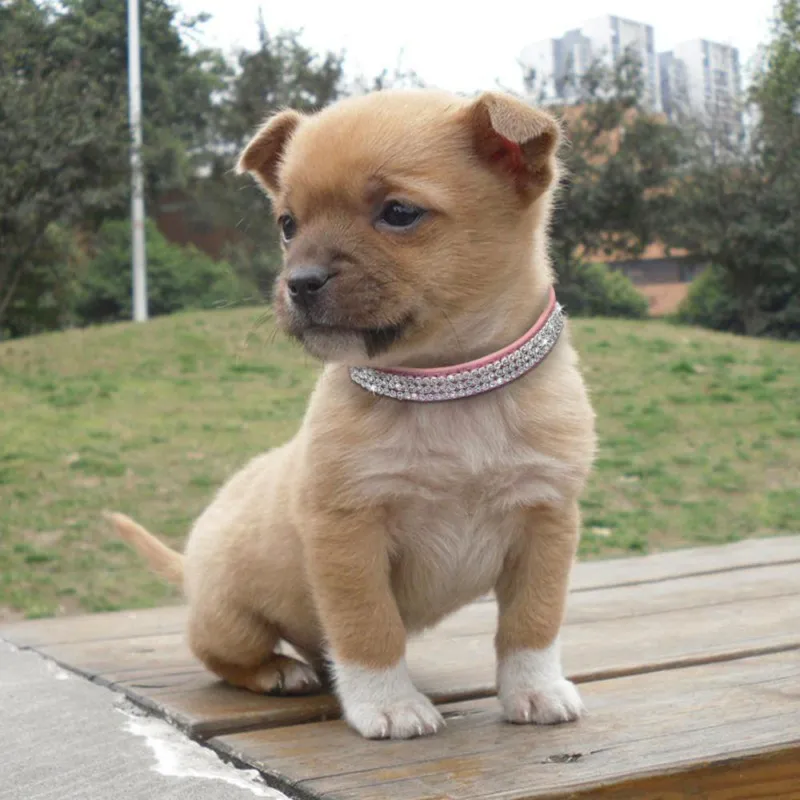 Cool Sharp PU Necklace Adjustable Cat Collar Cat Kitty Pet Lead Collar Pet Supplies Bling Rhinestone PU Leather Cat Dog Toys (1)