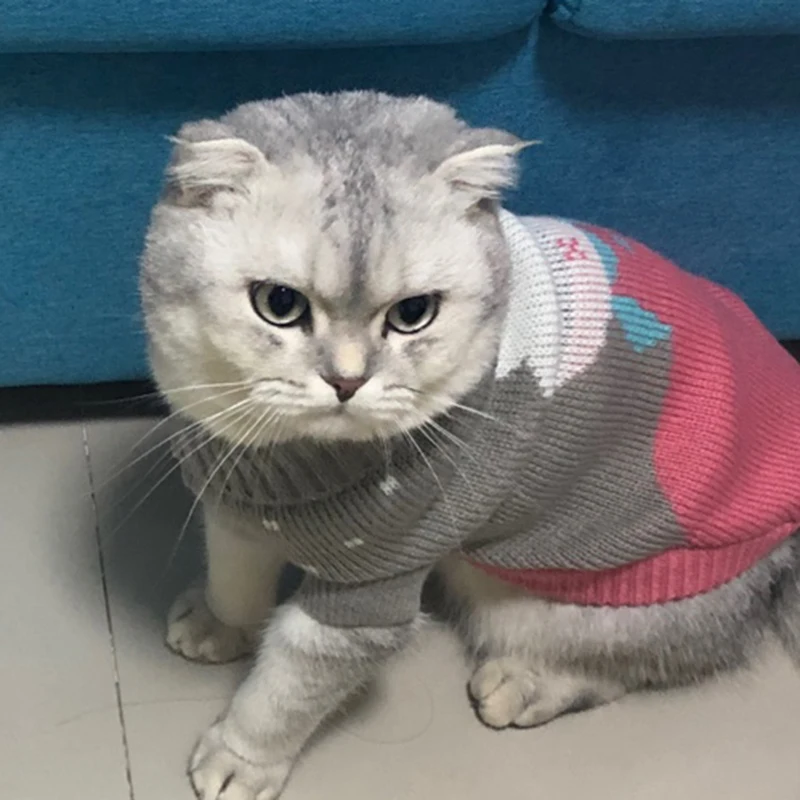 Kedi Kazağı