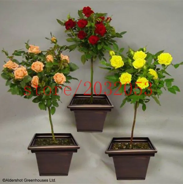 

bonsai 100 rare bonsai rose Tree , DIY Home Garden