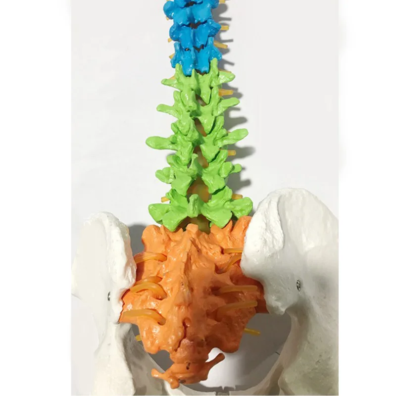 85 cm Tamanho Cor Cheia Humano Spine Modelo Didático Coluna e vértebras Modelos Suprimentos Médicos Ensino 4 High Quality vertebras model