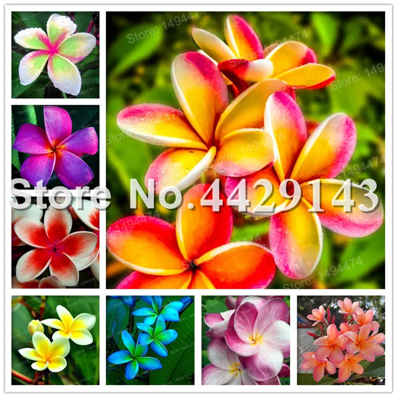 

100 Pcs Home Garden Plumeria Mixed Color Plumeria Rubra Flower Bonsai Decoration Romance Egg Flowers Bonsai Plant Home Garden