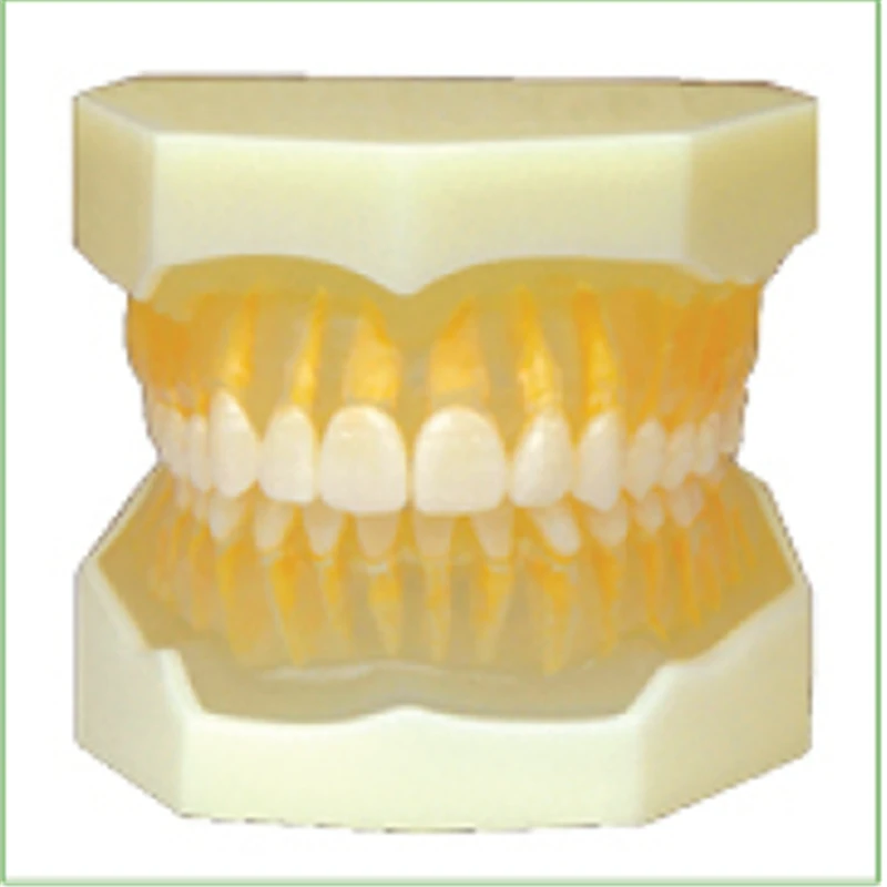 1pc Removable Standard Model,28pcs,Hard Gum,teeth models Teeth Jaw Models for dental school teaching dentist teeth Models 1pc Removable Standard Model,28pcs,Hard Gum,teeth models Teeth Jaw Models for dental school teaching dentist teeth Models