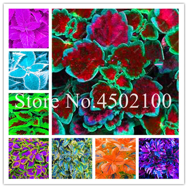 

60 Pcs Beautiful Coleus Flower Bonsai, Begonia Blumei Rainbow Flowers Potted Bonsai Garden Courtyard Balcony Foliage plants