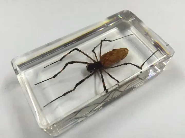 

FREE SHIPPING Discount Sale Creative MO 13 fashion Specimen Books Tools Home Decorative Gift