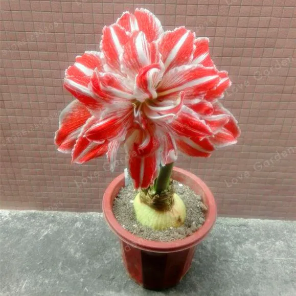 2 Bulbs Amaryllis Bulbs True Red Hippeastrum Bulbs Flowers(Not Bonsai),Barbados Lily Potted Home Garden Balcony Plant Bulbous 2 Bulbs Amaryllis Bulbs True Red Hippeastrum Bulbs Flowers(Not Bonsai),Barbados Lily Potted Home Garden Balcony Plant Bulbous