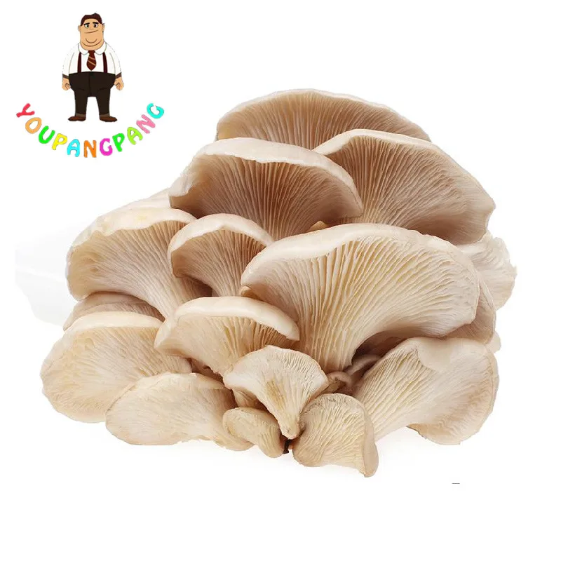Oyster 100