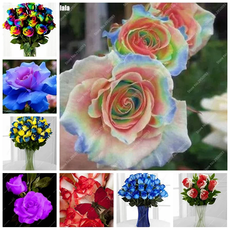 

500 Pcs/ bag Mul-Color Rose Bonsai Dwarf Tree, Indoor Amazingly Beautiful Rosas Red Edge Garden Decoration Bonsai Flower Plants