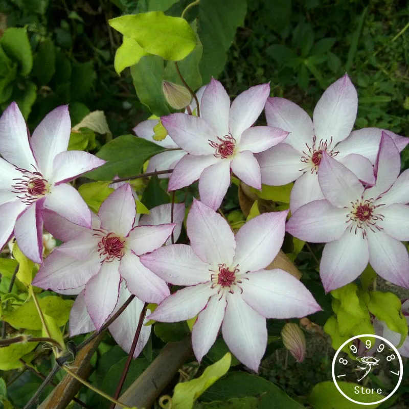 

New 2018!Hot Selling Mix Clematis Plants Bonsai Flower Plantas DIY Home Garden 100 PCS/Bag Clematis florida,#846DKS