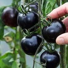 

Potted Seasons Vegetable Cherry Fruit Tomato Black Princess tomato bonsai Black Pearl bonsai Cherry Small 200pcs