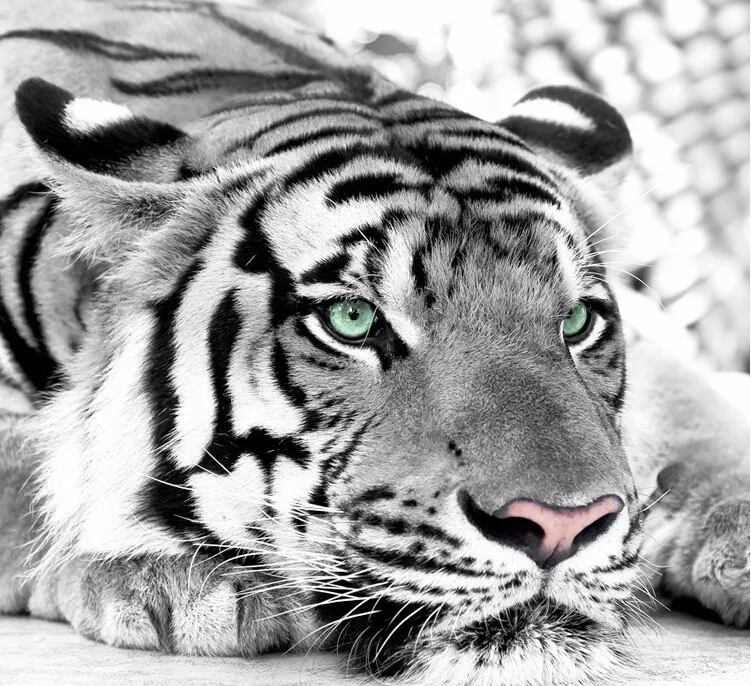 3d Foto Papel De Parede Tigre Preto E Branco Animais Murais Entrada