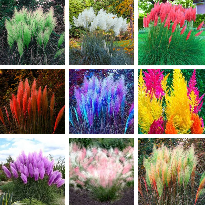 

New Exotic 600PCS Pampas Grass Colorful Home Bonsais Garden Plants Are Very Beautiful Flowers Decorative