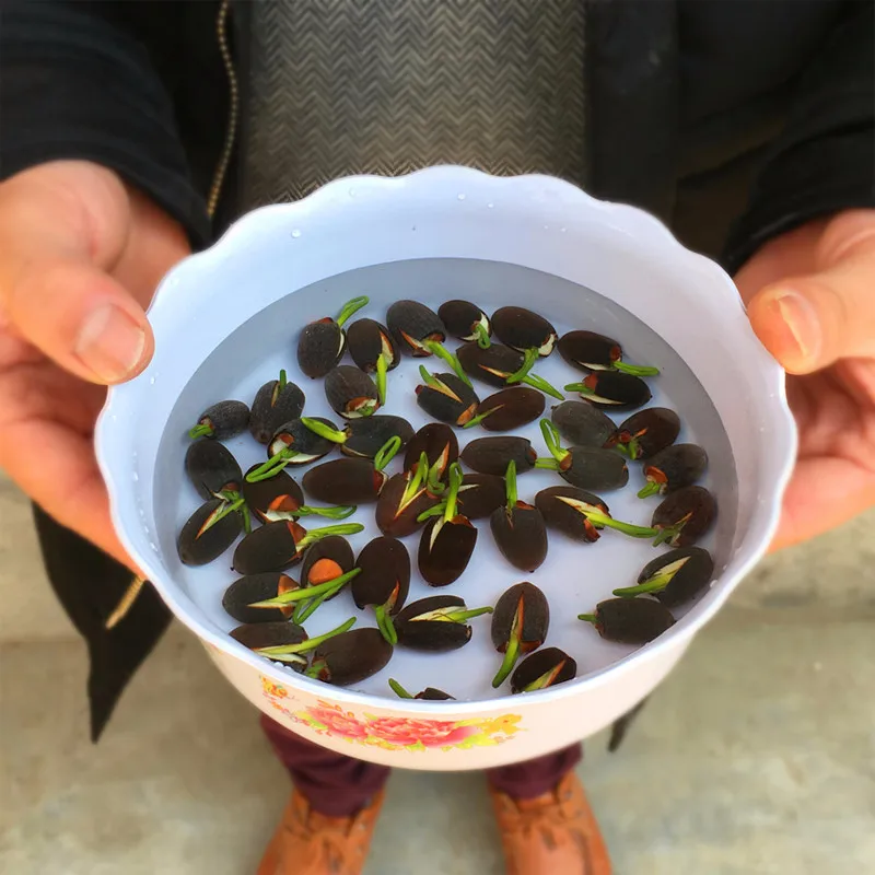 

5pcs Mixed bonsai lotus flower Aquatic Plants 100% real fresh Bowl lotus perennial indoor flowering plants home garden flower