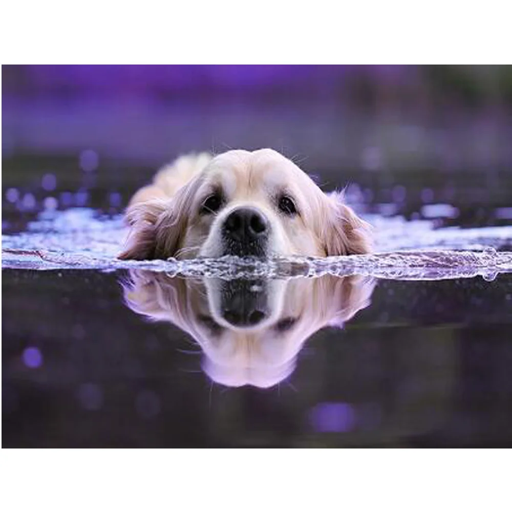 

YA ZOOEY NUO DIY 5D Diamond mosaic animal Full Round Diamond painting water Golden Retriever Full Square embroidery dog YU743