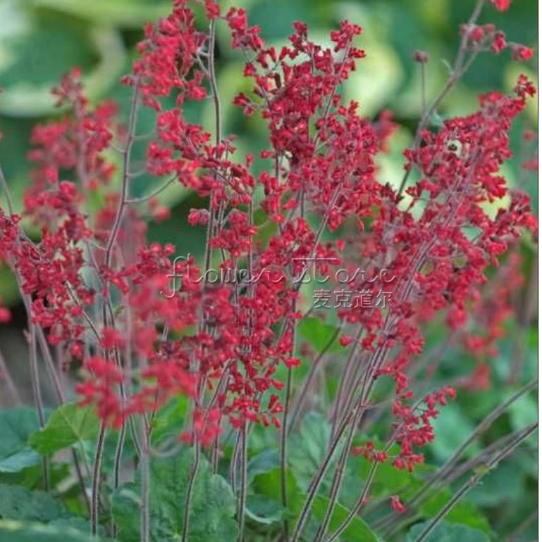 400 attractive heuchera seeds high value ornamental plants easy care