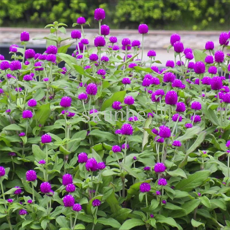 

Amaranth bonsai spring sowing plant office balcony garden pot planting flowers landscape green flower 100pcs(qian ri hong)
