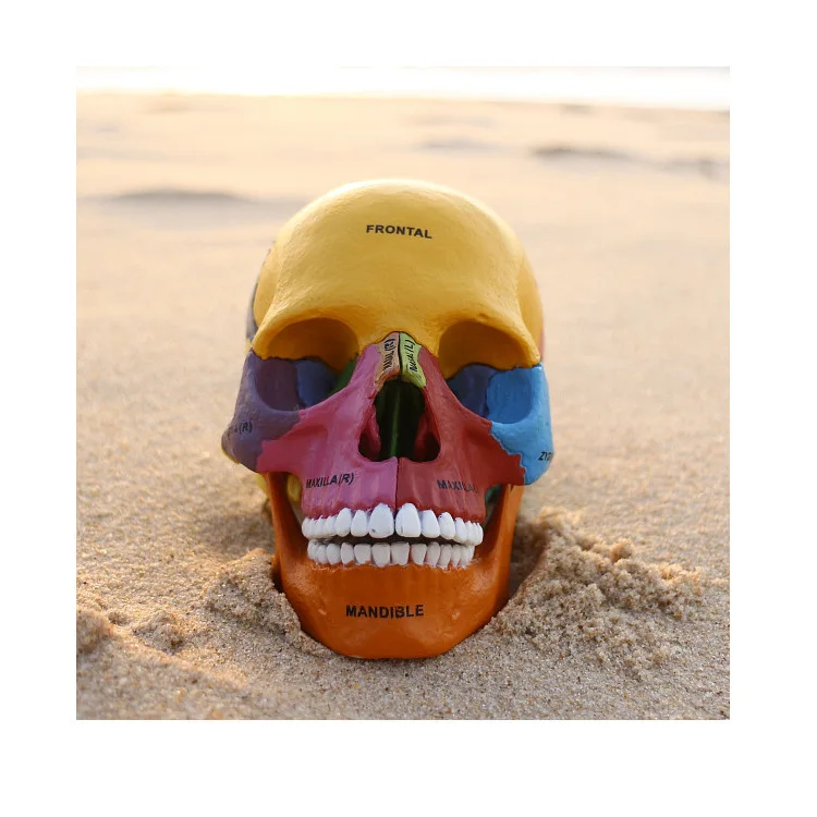 

1:1 Color Head Model Natural Human Skull Adult Head Anatomy Human Skull Colorful Model Medical Science Skeleton Assembled Model