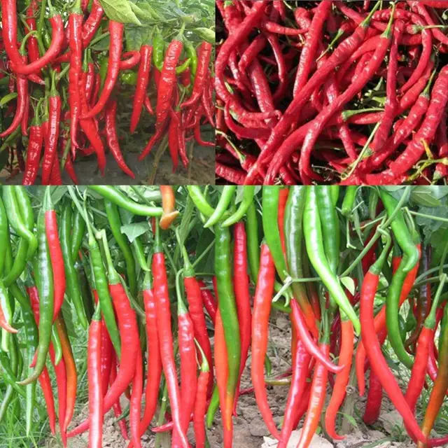 New Arrival 100seeds Giant Spices Spicy Red Chili Hot Pepper Seeds Plants