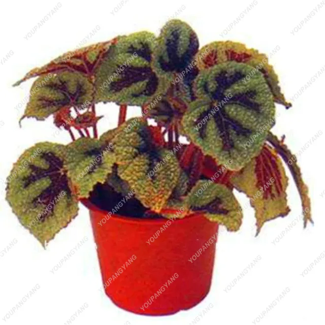 Hot 100 Pcs Exotic Color Begonia Bonsai Flower Indoor Potted Plants