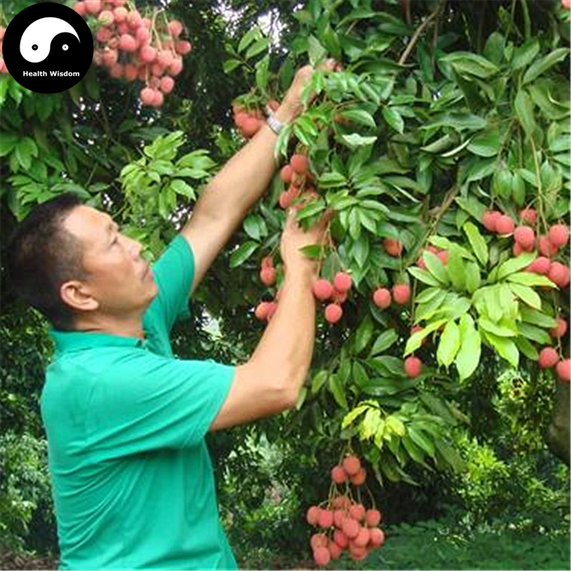 Buy Yamanashi Fruit Tree Seeds Plant Sorb Pear For Chinese Pyrus Shan Li Buy Yamanashi Fruit Tree Seeds Plant Sorb Pear For Chinese Pyrus Shan Li