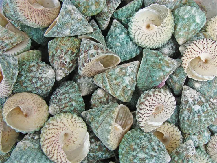 Green conch3