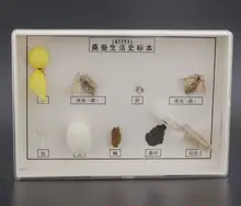 Specimen of silkworm life history Biology teaching specimen free shopping