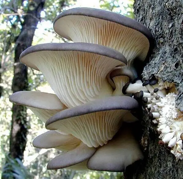 

500gram Pleurotus Ostreatus Extract 30% Polysaccharide help digest and action ability, reduce cholesterin