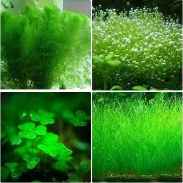 

200 Pcs/bag water grass Fish Tank Aquatic bonsai For Live Fish Moss Fern Aquarium Plant Landscape Decoration Ornament grass