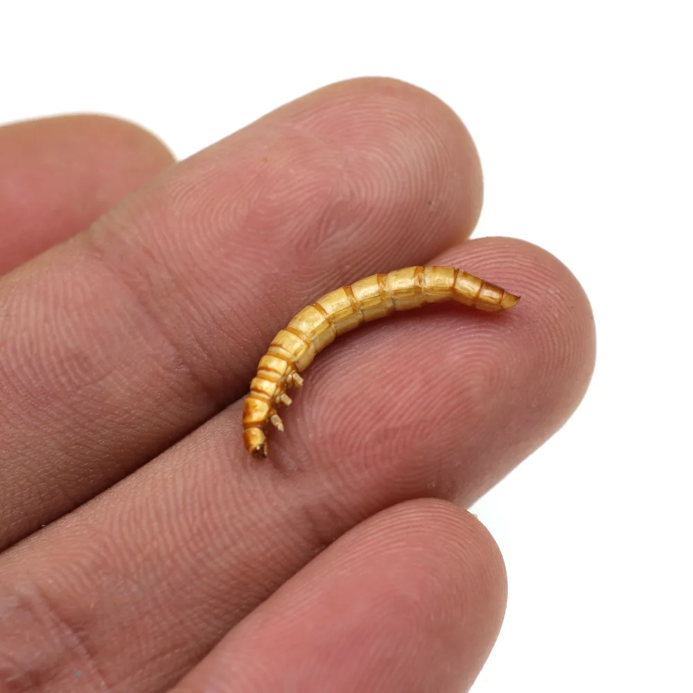 Bimoo 1ボトル鯉釣り餌ドライパンワーム淡水魚昆虫餌ミルワーム Fishing Lures Aliexpress Bimoo 1ボトル鯉釣り餌ドライパンワーム淡水魚昆虫餌ミルワーム Fishing Lures Aliexpress