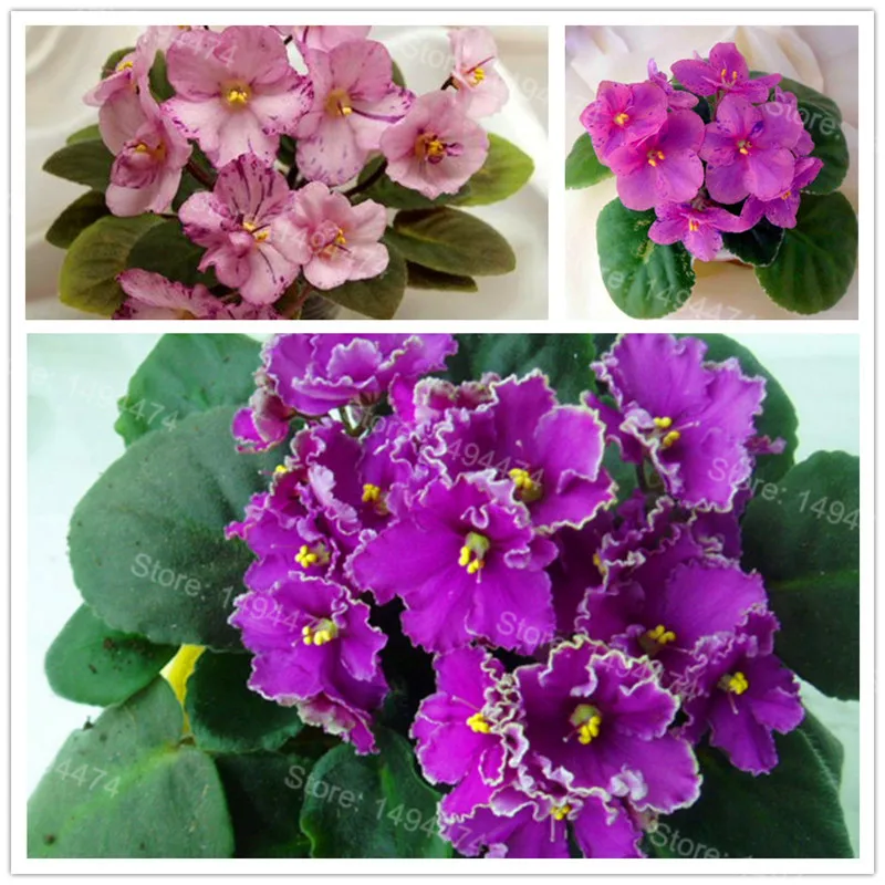 50 Plantas african violet Flores Mixed colors Flower Bonsai Saintpaulia Ionantha Garden bonsai Plant pot Perennial Herb Planten