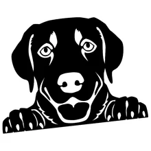 15*10.7cm Peeking Humour Cute Handsome Labrador Retriever Vinyl Car Wrap Sticker Car Decor Decal the labrador retriever