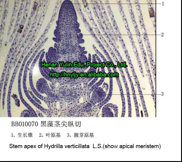 Botany Microscope Prepared Slides Stem Apex Of Hydrilla Verticillata L S Show Apical Meristem Sliding Ladder Slide Presentermicroscope Pc Aliexpress