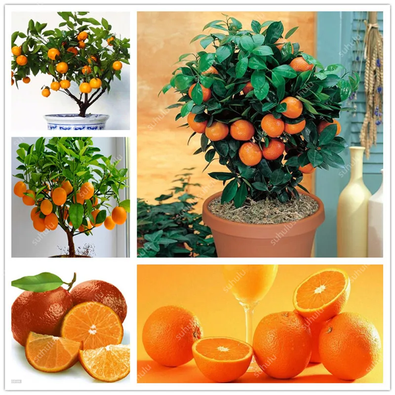 Bonsai 20 Pcs Orange Potted Edible Tangerine Citrus Fruit Dwarf Orange Tree Indoor Plant For Home Garden Non-GMO plants Bonsai 20 Pcs Orange Potted Edible Tangerine Citrus Fruit Dwarf Orange Tree Indoor Plant For Home Garden Non-GMO plants