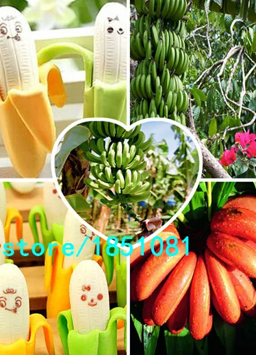 Big promotion 100/bag banana seeds rare china fruit seeds for home garden planting easy grow-in ...