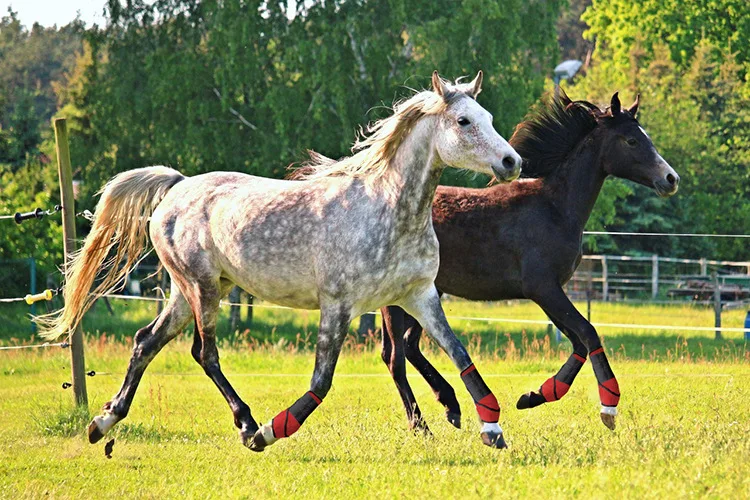 Лошадь протектор Профессиональный лошадь леггинсы лошадь уход копыта лошади Леггинсы высокого эластичного японской ОК ткань