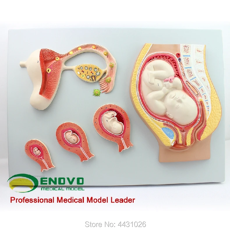 ENOVO модель эмбриона модель процесса развития человека плода