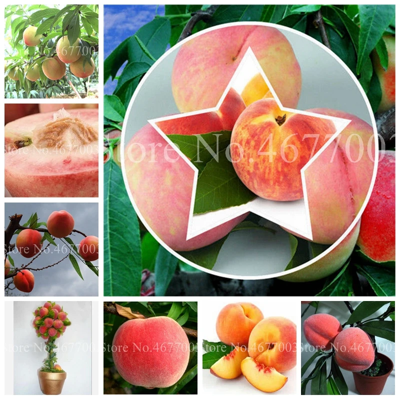 Сладкий персик карликовые деревья Китай Nectarine персик открытый дерево карликовые деревья Bonanza Juicuy сладкие фрукты для домашние, садовые