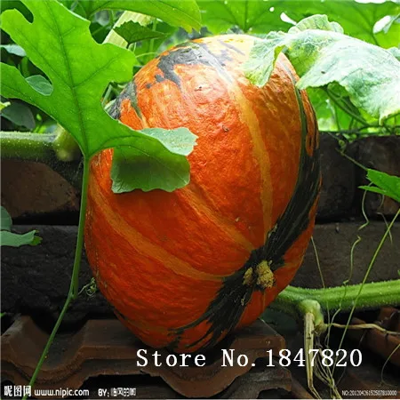 Семена Овощей Без Гмо Купить