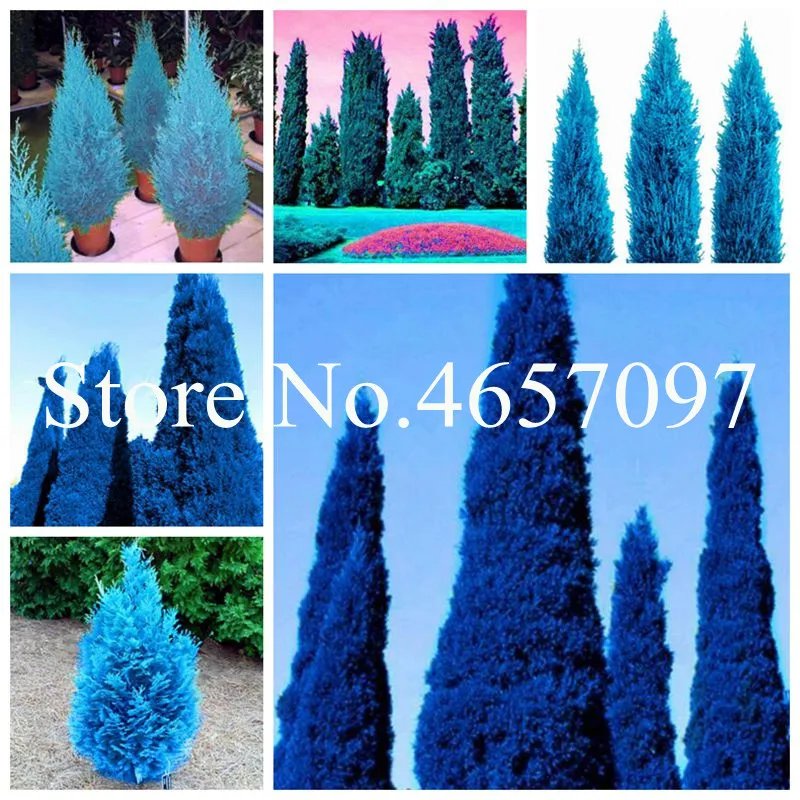 

50 Pcs Blue Cypress Bonsai Trees Plants Platycladus Orientalis Oriental Arborvitae plants Conifer Plants DIY Home Garden Decor