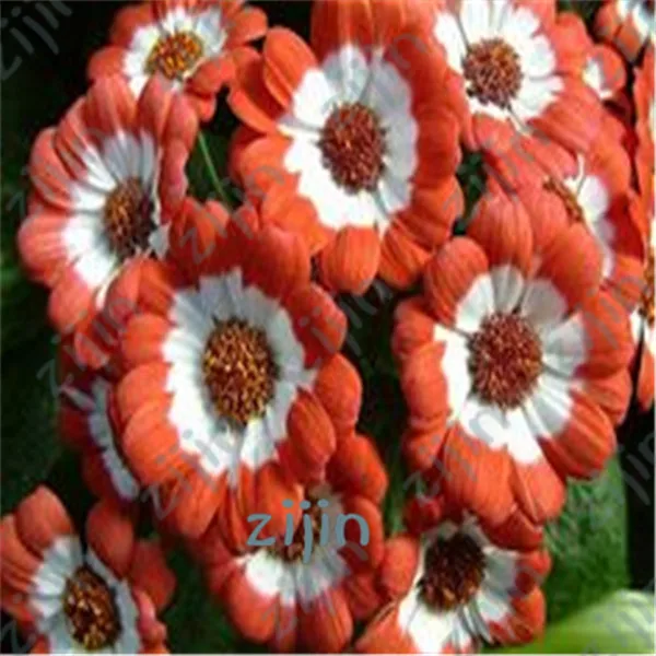 New 50pcs Bonsai Gerbera Rare Daisy Plants Outdoor Bloom ...