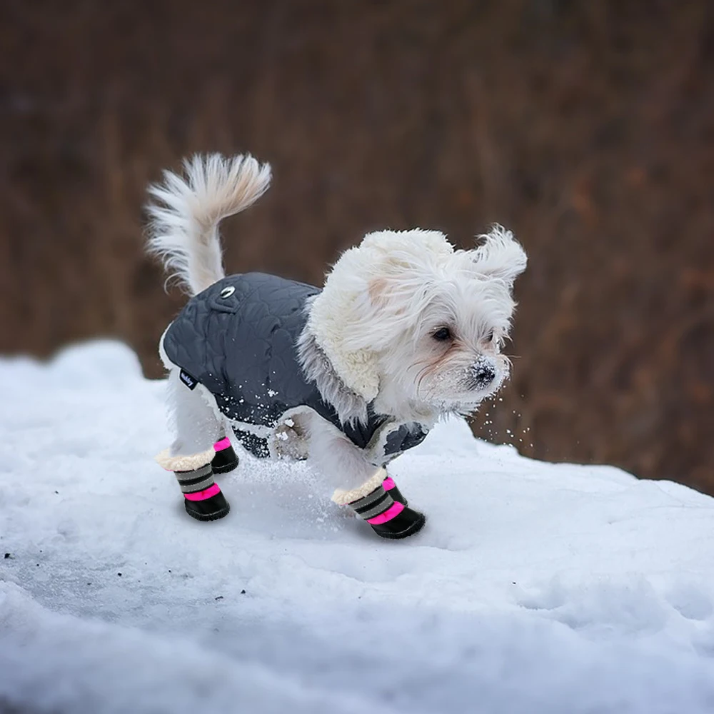 Köpek ayakkabısı