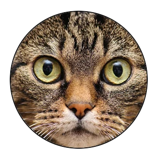 5 шт. 16 мм 20 мм 25 мм черная кошка для любителей домашних животных кошка с двумя ушами ручная работа фото стекло кабошоны Кабошоны ювелирные аксессуары