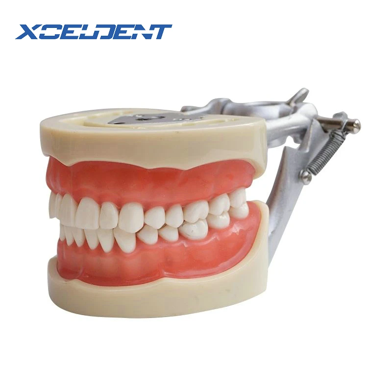 Модель зубов Стоматологическая универсальная пластина съемная модель зуба с DP артикулятором для стоматологов тренирование стоматологических студентов демонстрация