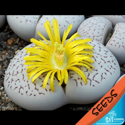 

100% Fresh Real lithops D.vanzylii red lines succulent cactus Semillas~Living stones