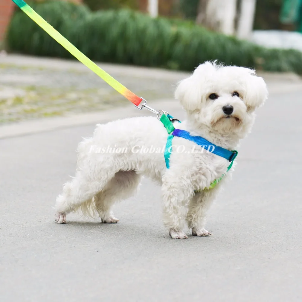 puppy harness and leash