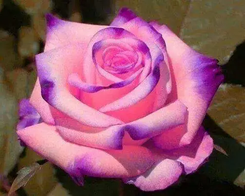 

Free Shipping Purple And Pink Rose *100 Pieces Per Package* New Arrival Two Colors Ombre Charming Garden Plants