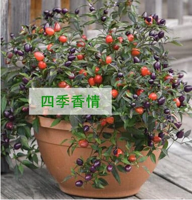 

Pepper pot bonsai sowing seasons easy to plant vegetable bonsais 100pcs